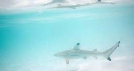 Requins