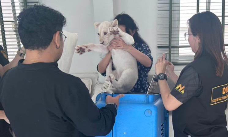 Lionceau blanc clandestin Thaïlande