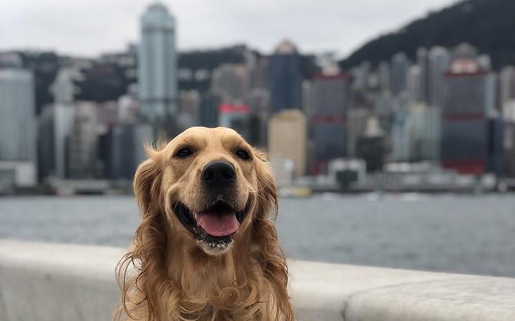 chien et chat hong kong