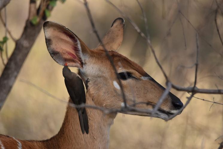 Impala par Laurence Zanino