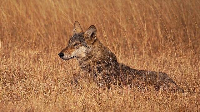 Un loup indien dans les prairies du Gujarat
