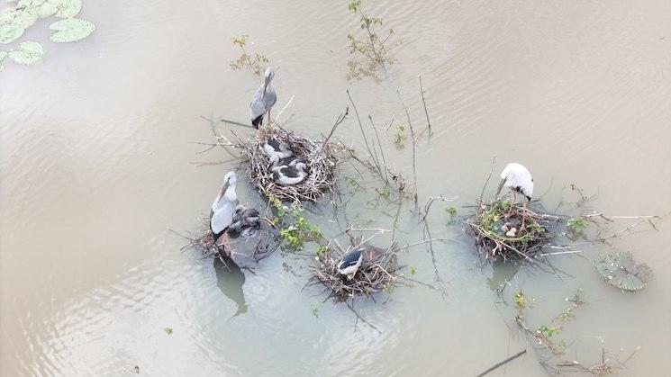 Inondations à Takeo - des centaines de nids détruits .jpg (113.63 Ko)