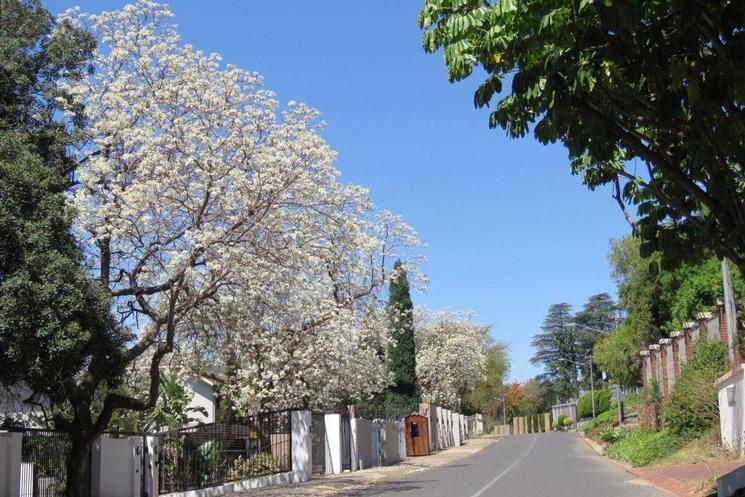 Jacaranda blanc