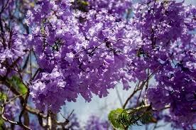 floraison de jacaranda