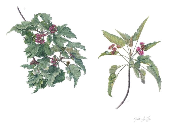 Julie AH FA Ruizia Cordata