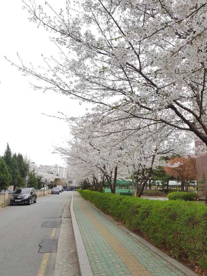 cerisiers en fleurs corée