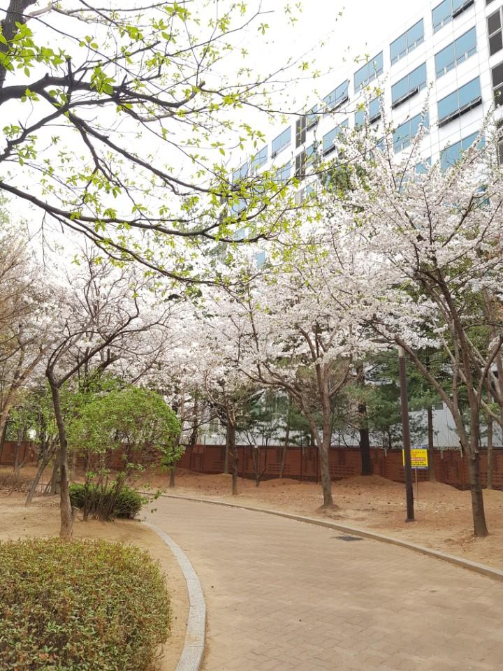 cerisiers en fleurs corée