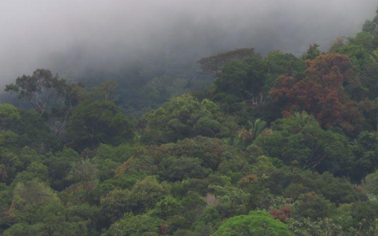 kalimanatan