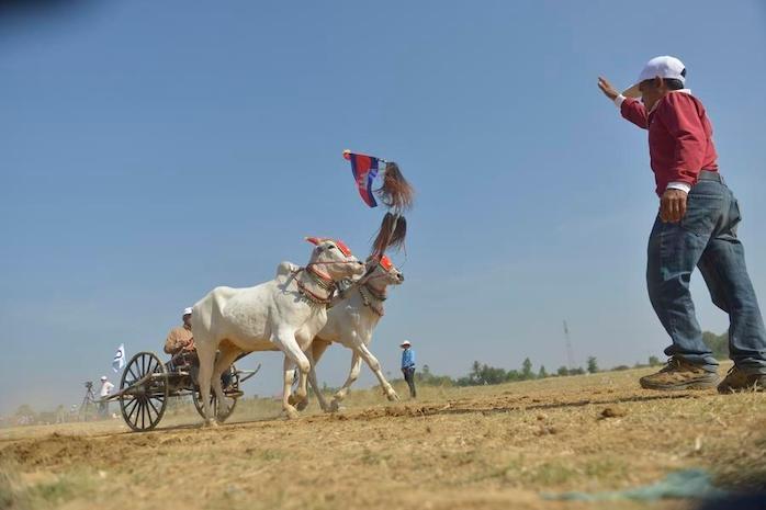 Kampong Speu fait revivre la tradition des courses de chars