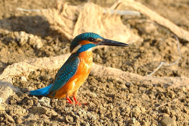 guide-observation-oiseaux-delta-roumanie