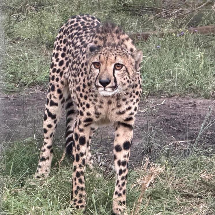 Kito, la guéparde, à Thula Thula