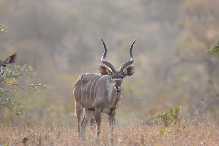 Kudu par Laurence ZANINO