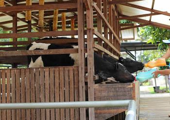 Quantum_farmfild_bogor_java_indonesie