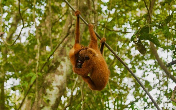 Le centre de réhabilitation La Cruz Verde accueille des singes hurleurs