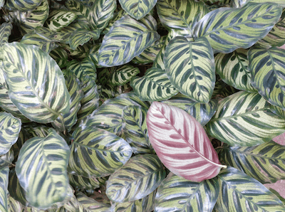 La plante paon - ou calathea makoyana à Singapour