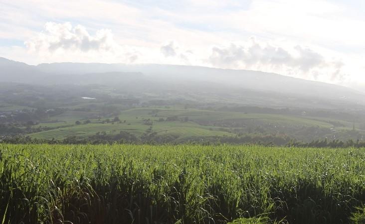 Les champs de canne à sucre à La Réunion
