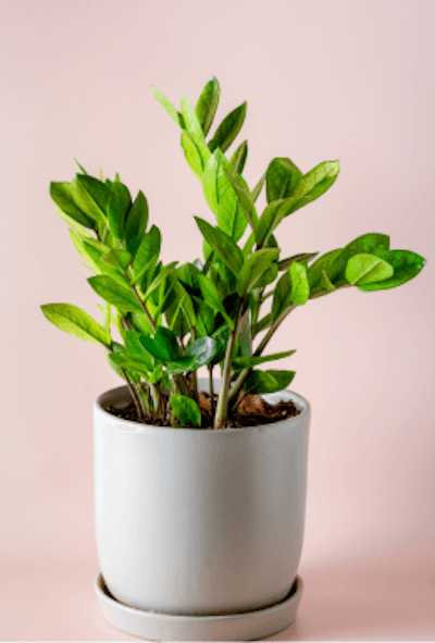 La zamioculcas ou plante ZZ