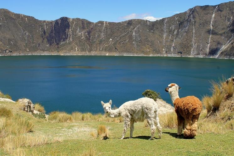 Photo de lamas autour d'un lac en équateur