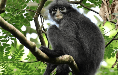 Langur à Central Catchment ©Andie Ang