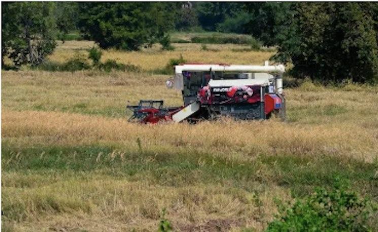 Le Cambodge se rapproche du million de tonnes de riz exportées .jpg (180.37 Ko)