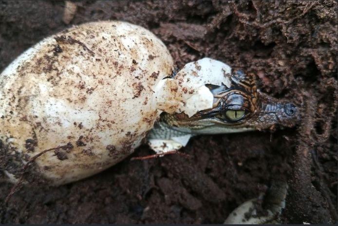 Le Cambodge, un refuge pour les crocodiles du Siam