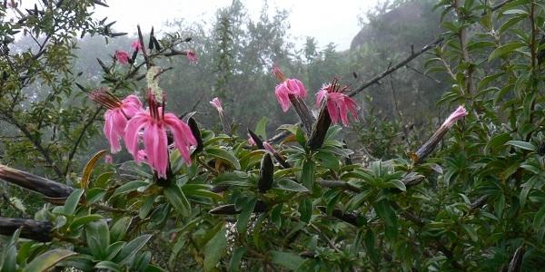 Willka T’ika, le rêve d'un jardin botanique de fleurs indigènes des Andes