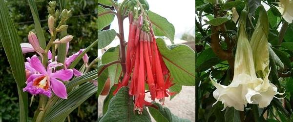 Willka T’ika, le rêve d'un jardin botanique de fleurs indigènes des Andes