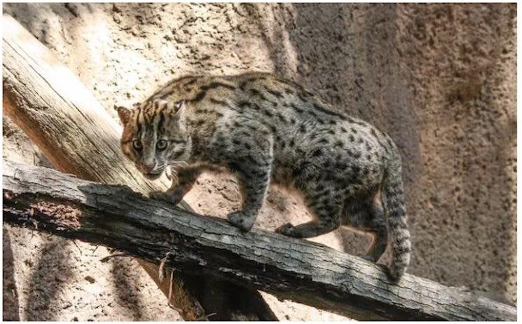 Actualités cambodgiennes de la semaine