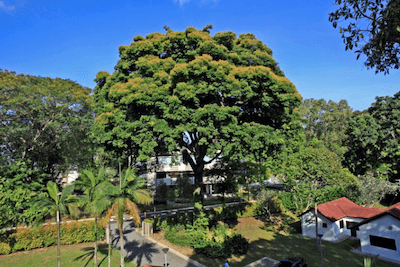 Le plus vieil arbre de Singapour - un Sindora x changiensis de 226 ans Lee Jia Hwa