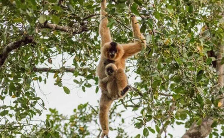 Les hurlements des gibbons