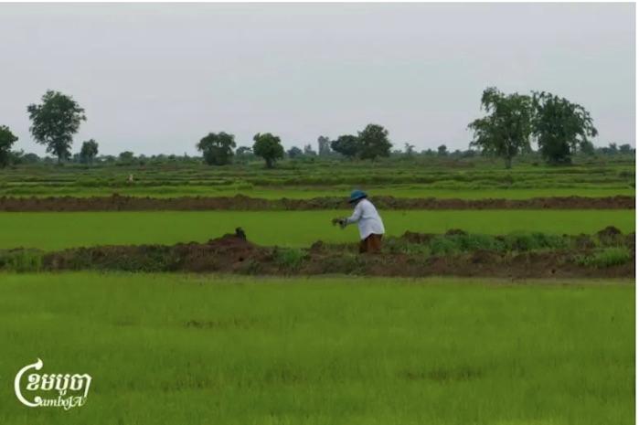Les riziculteurs cambodgiens sous pression 3.jpg (1