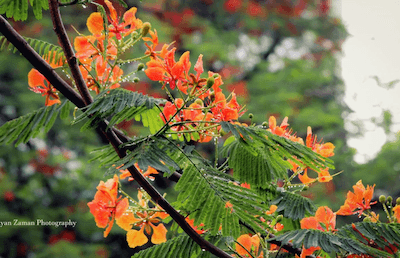 Les superbes fleurs du Flamboyant - Flame of the forest - Photo Ayan Zaman