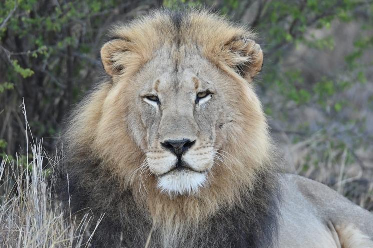 Lions par Laurence ZANINO