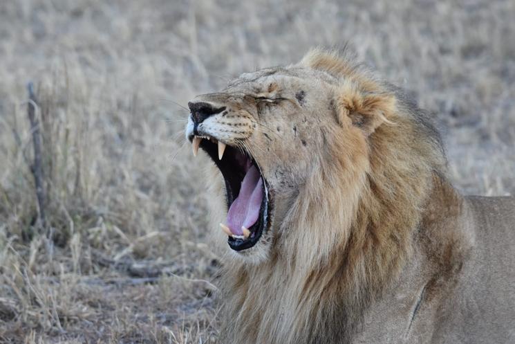 Lions par Laurence ZANINO