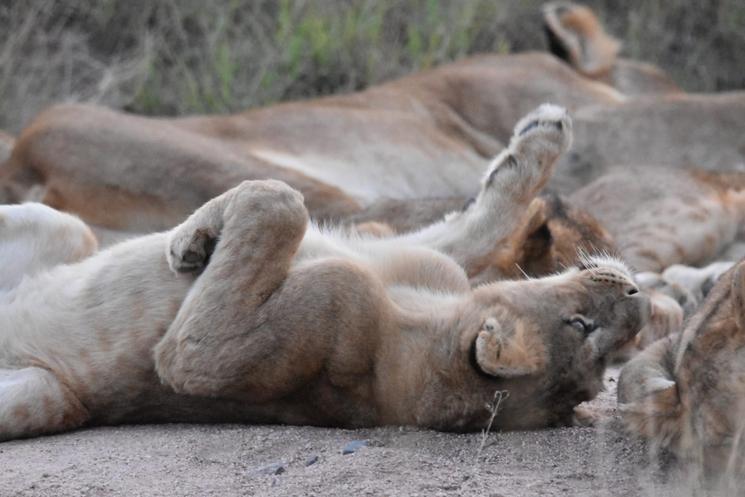 Faune d'Afrique du Sud