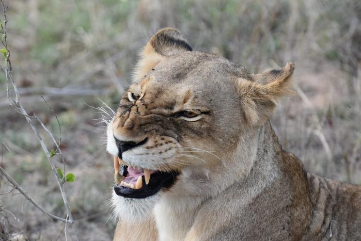 Lionne