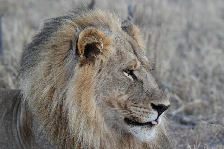 Lions par Laurence ZANINO