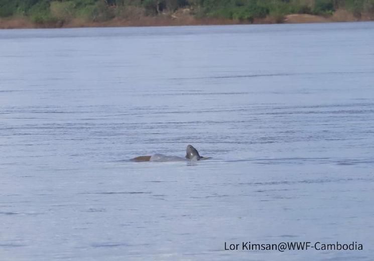 Lor Kimsan @WFF Cambodge