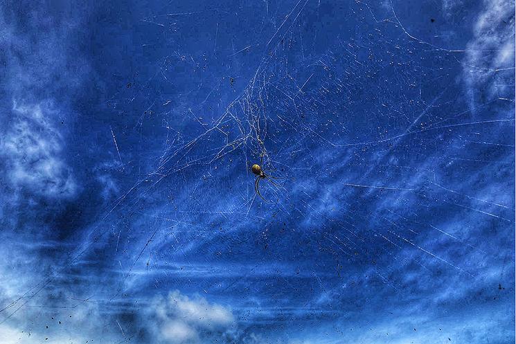 une araignée tisse sa toile immense