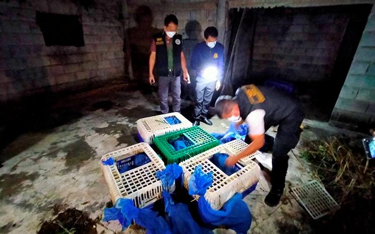 Des agents de la protection de la faune liberent des singes victimes de traffiquants en Thailande