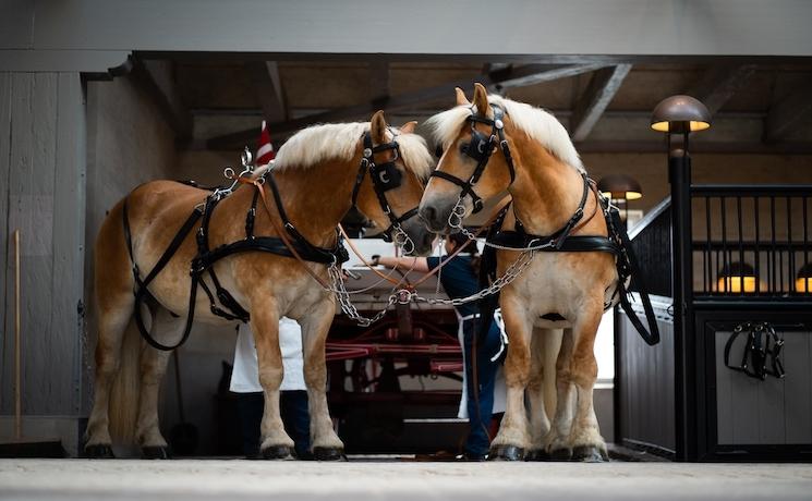 Maison de Carlsberg_chevaux de brassage