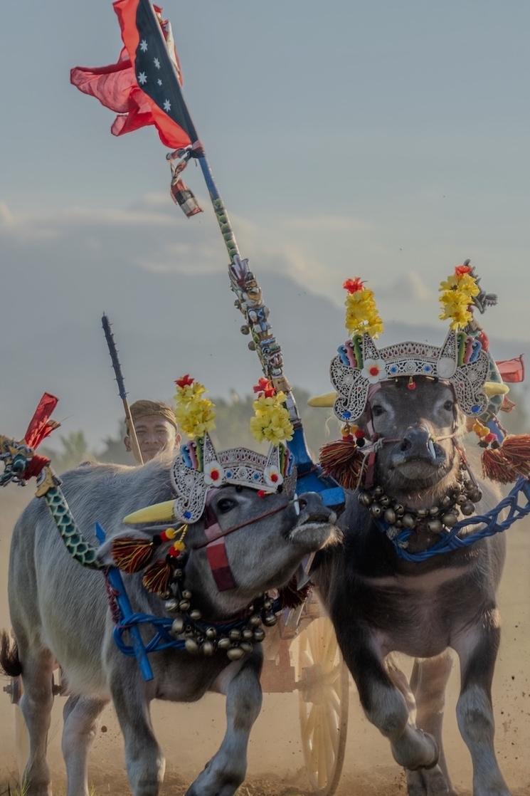 deux buffles de face décorés pour une course traditionnelle avec un jockey en arrière plan