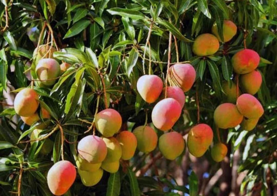 mangue mangga gedog gincu