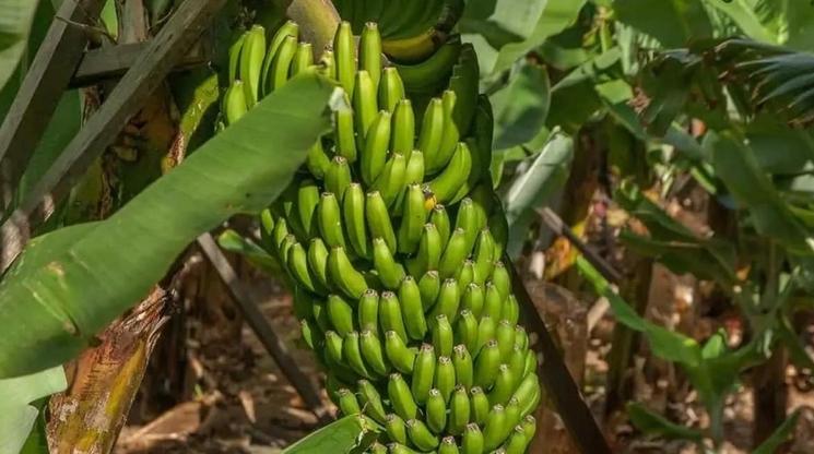 Régime Bananes variété Matti de Kanyakumari