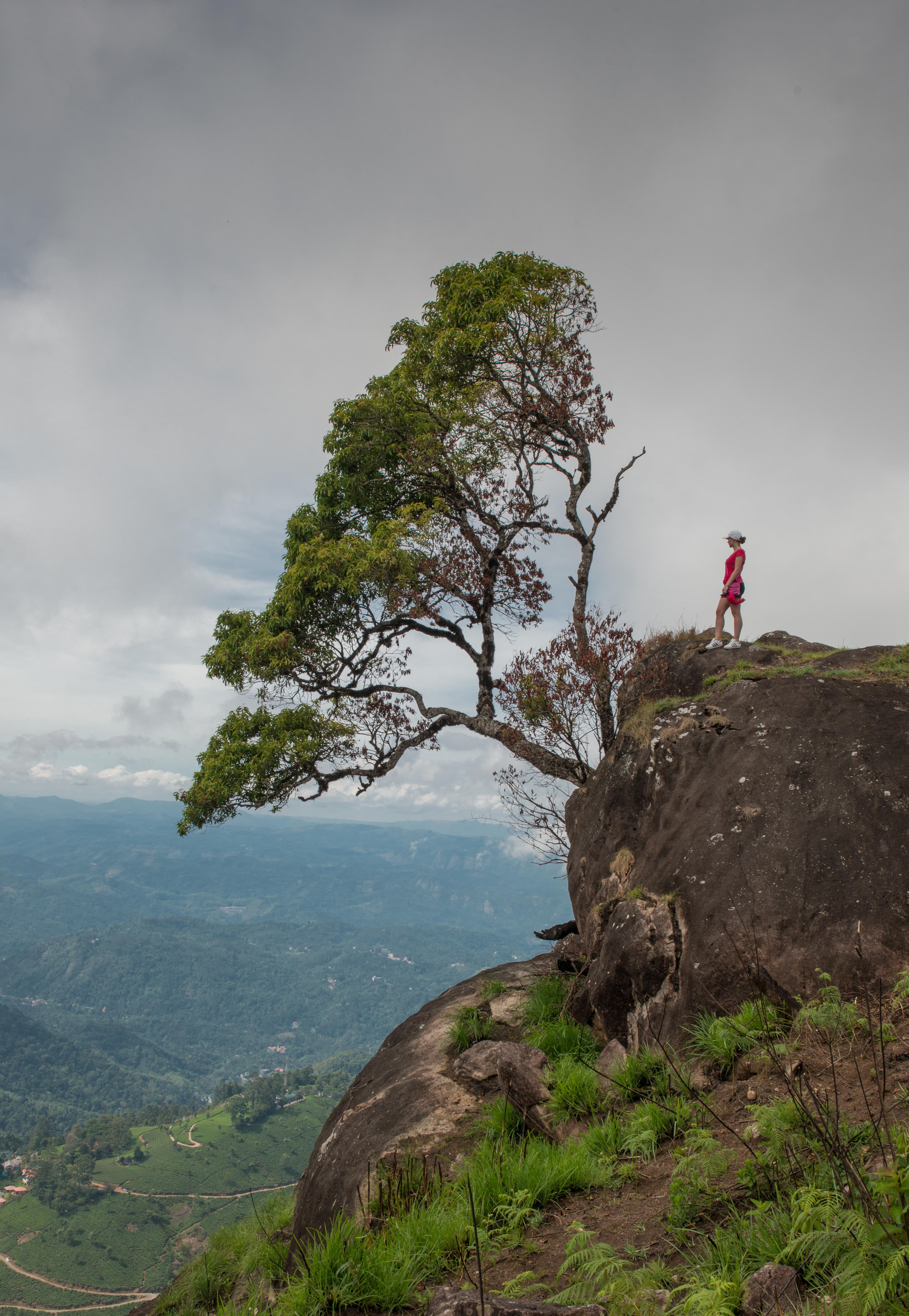 munnar kerala thé india