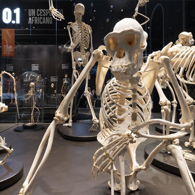 squelette d'un primate au musée d'histoire naturelle