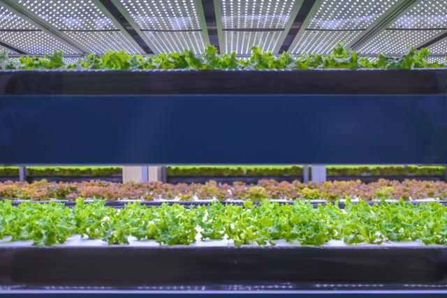 la ferme verticale de Nordic Harvest à Copenhague