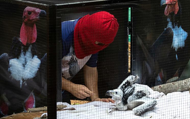 Un ecologiste thailandais deguise nourrit un vautour dans un zoo