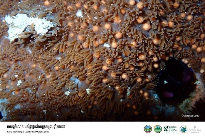 Nouvelle ponte de coraux observée dans les eaux cambodgiennes