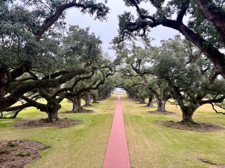 Photo de l'Oak Alley plantation dans le bayou à la Nouvelle-Orléans aux États-Unis.